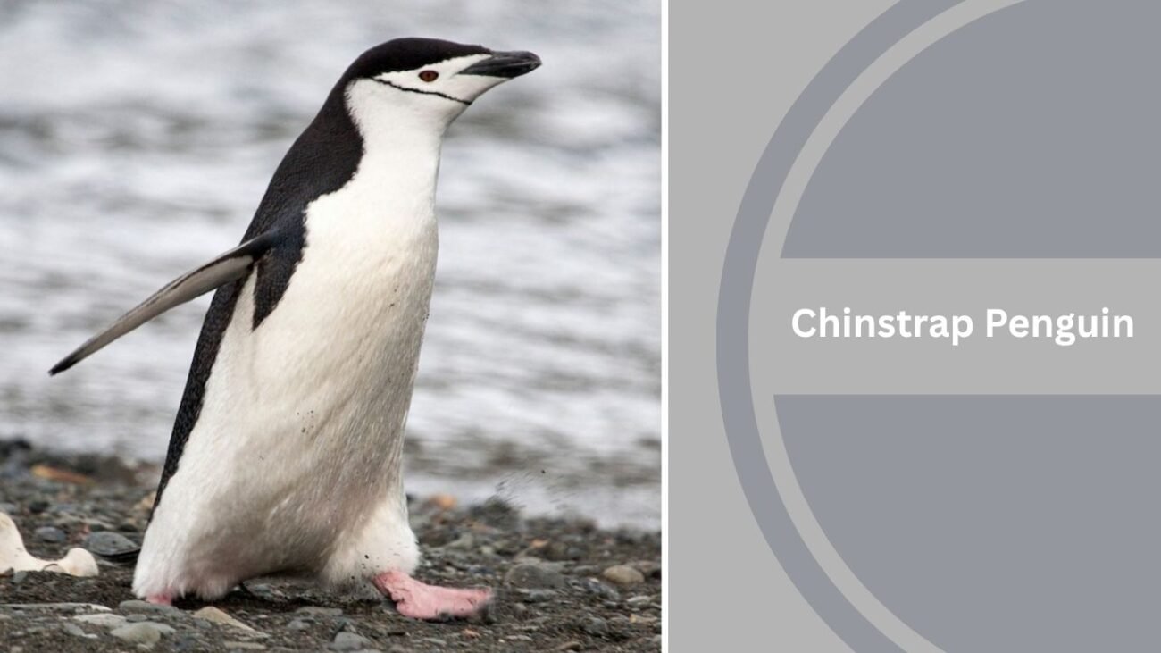 Chinstrap Penguin