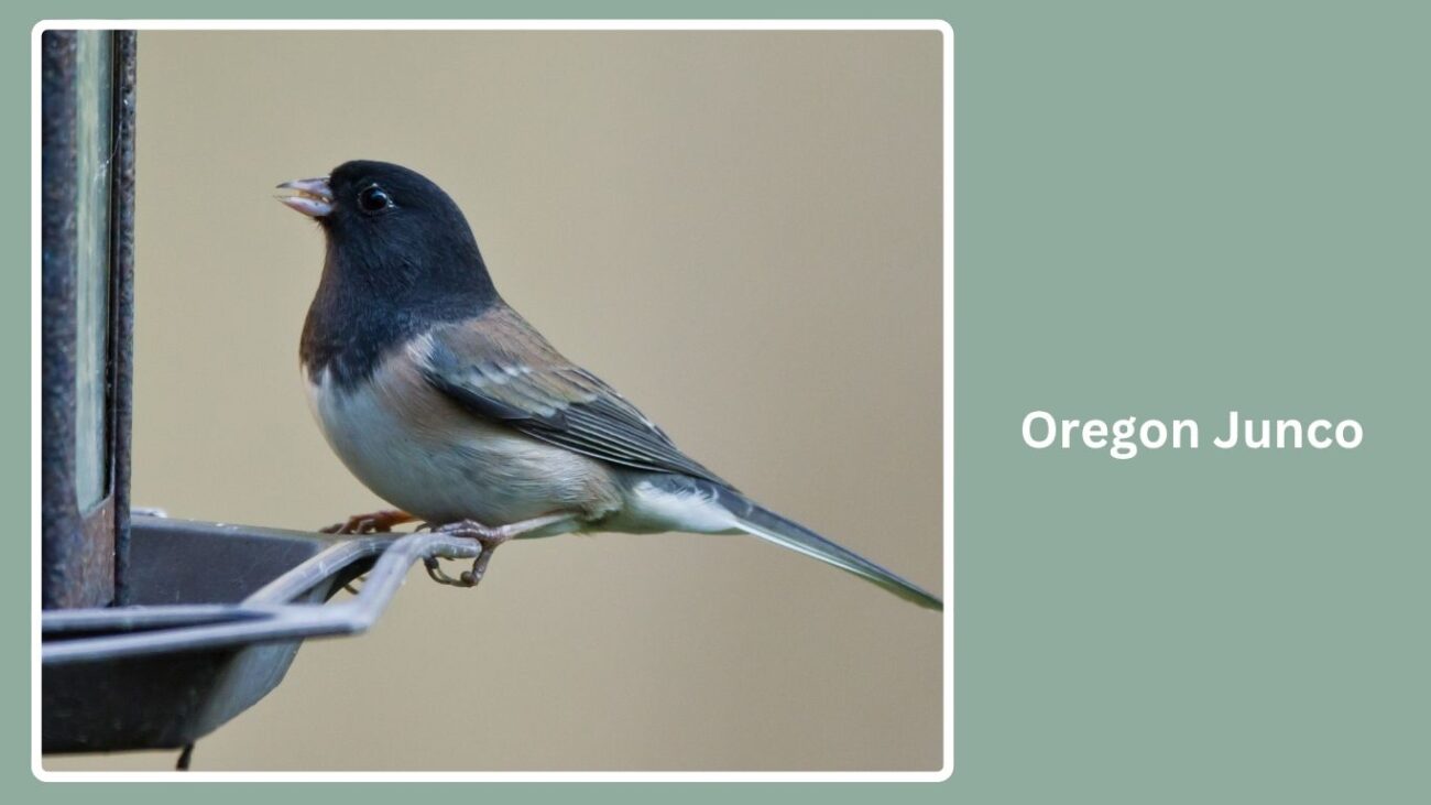 Oregon Junco