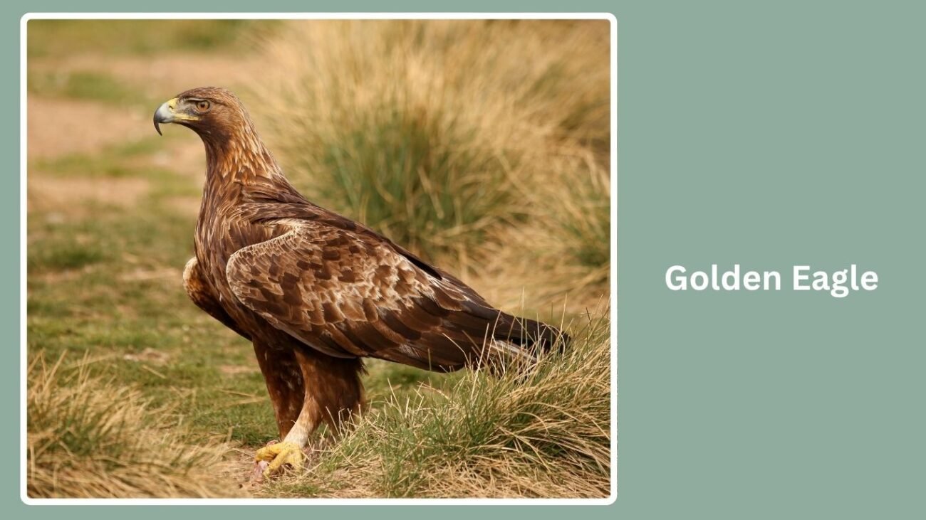 Golden Eagle