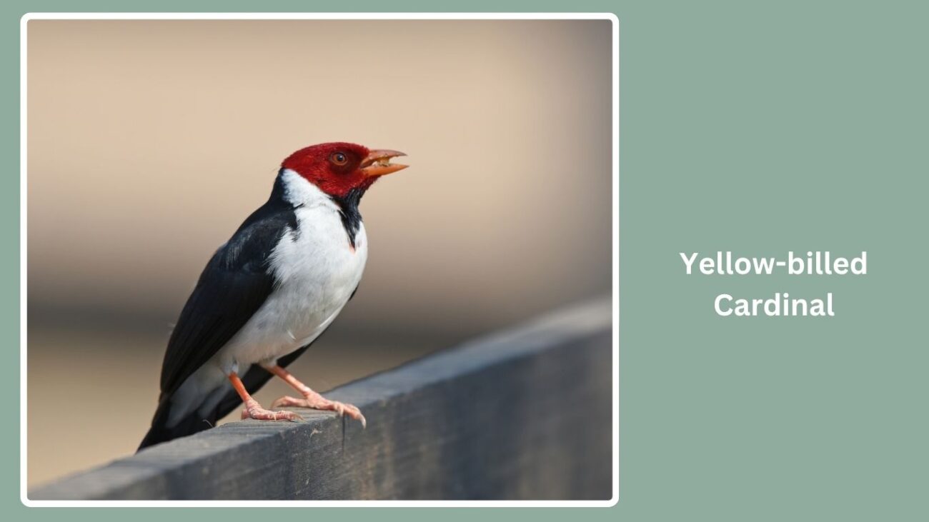 Yellow-billed Cardinal