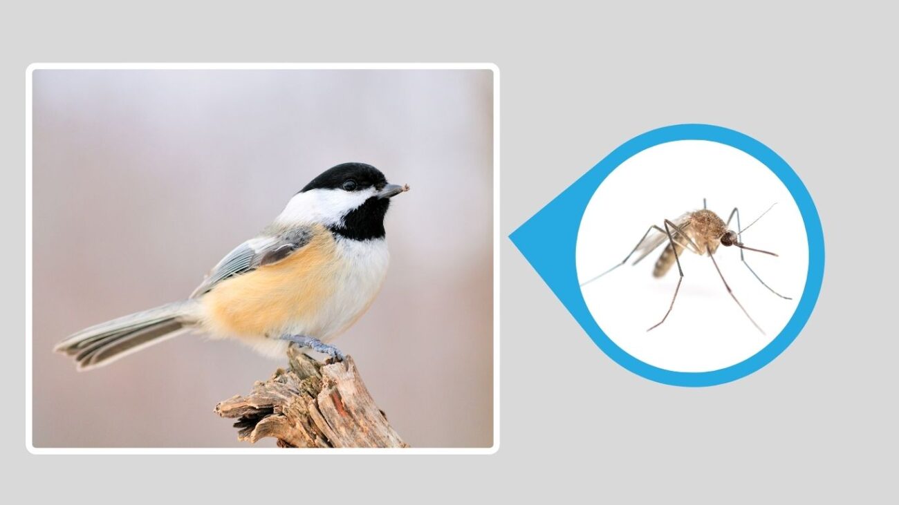 Black-capped Chickadee