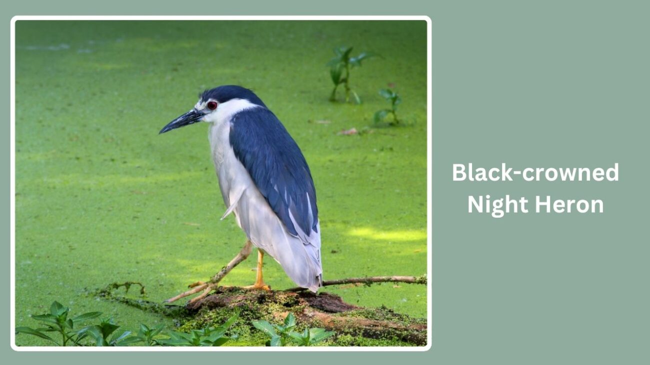 Black-crowned Night Heron