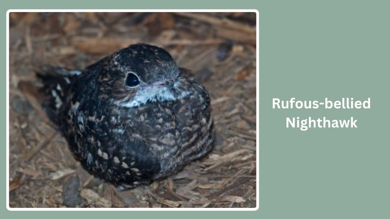 Rufous-bellied Nighthawk