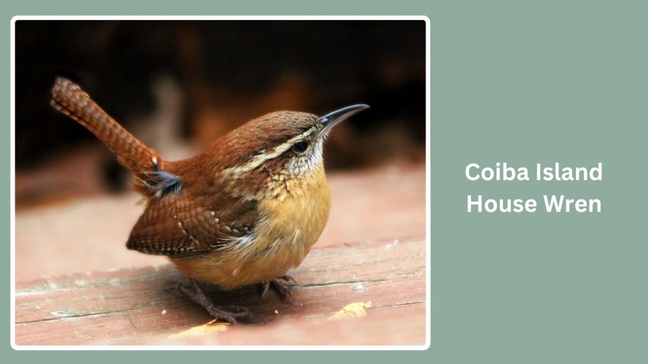 Coiba Island House Wren