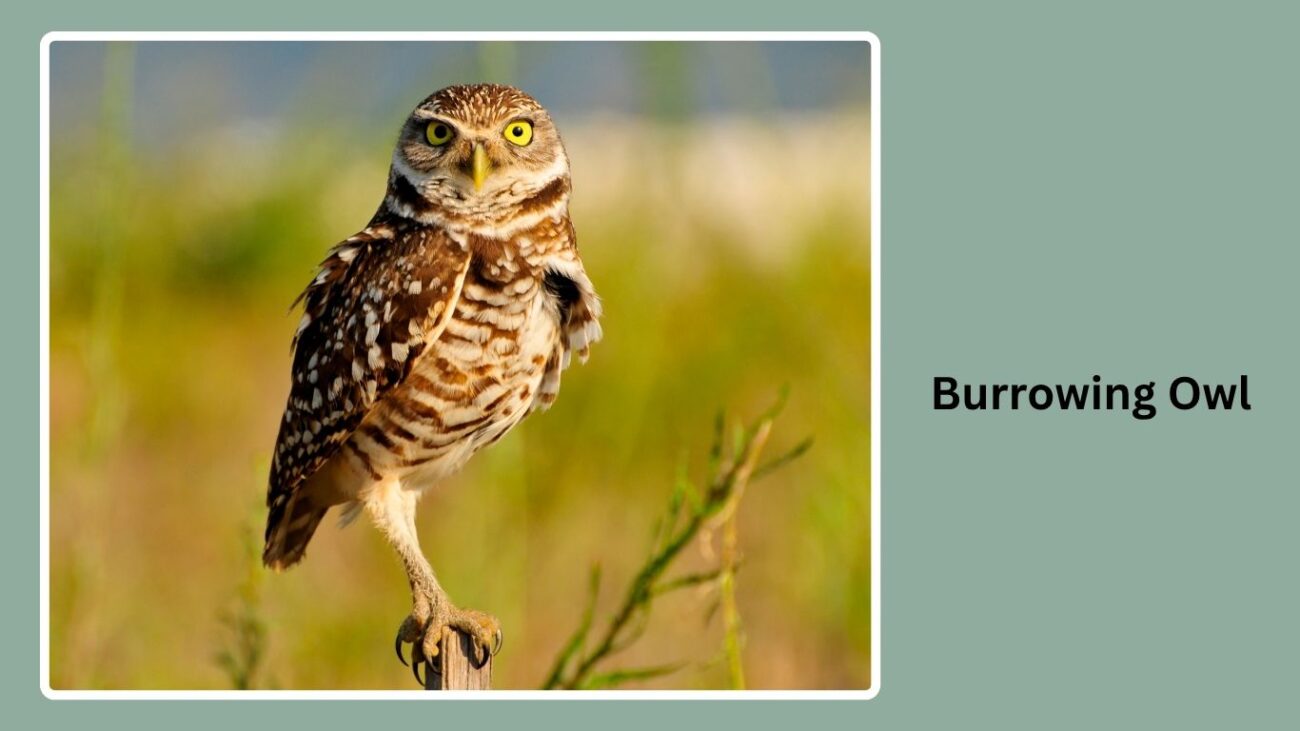 Burrowing Owl
