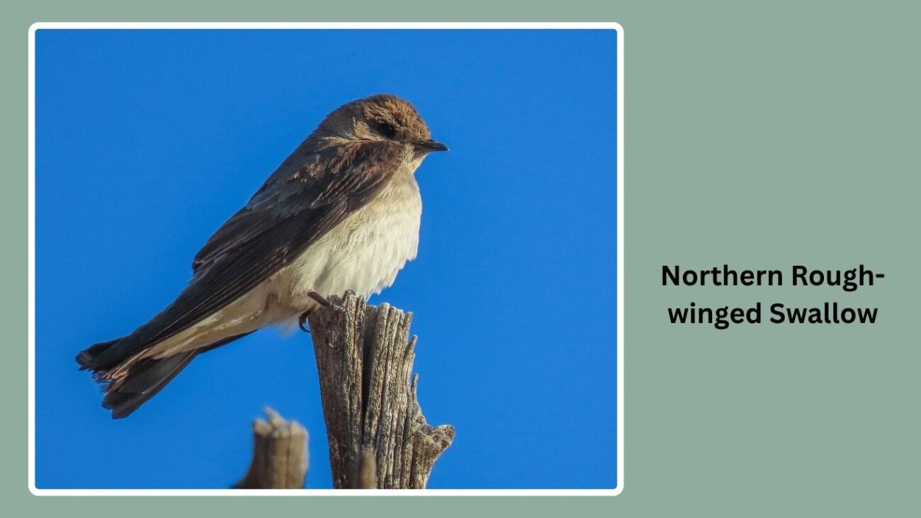 Northern Rough-winged Swallow
