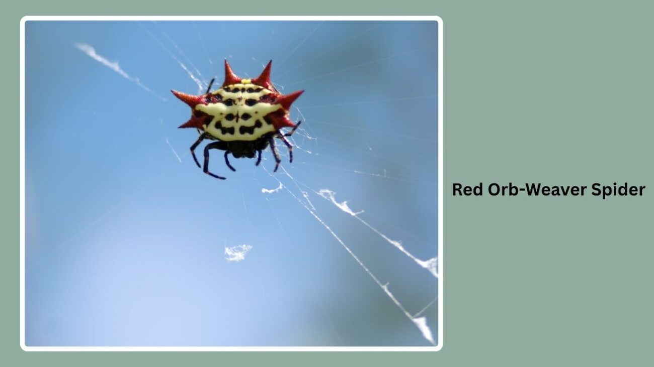 Red Orb-Weaver Spider