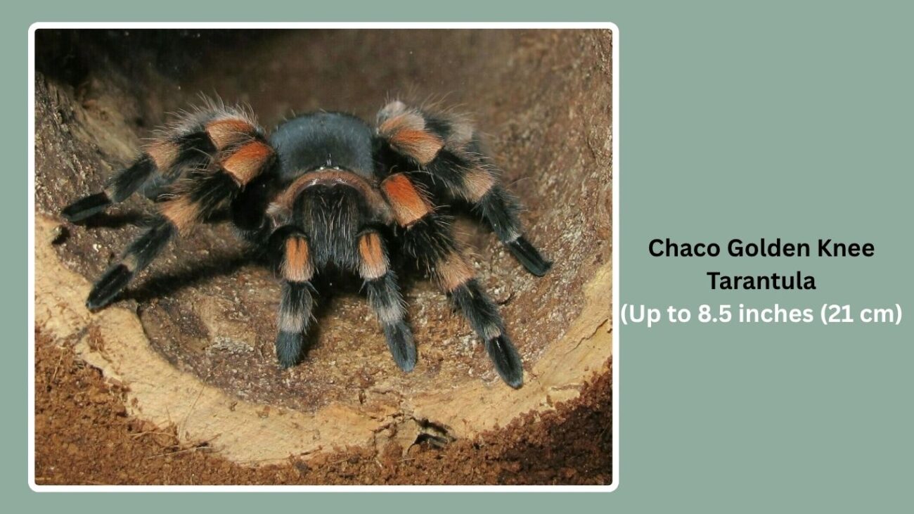 Chaco Golden Knee Tarantula