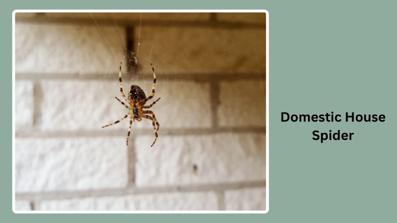 Domestic House Spider