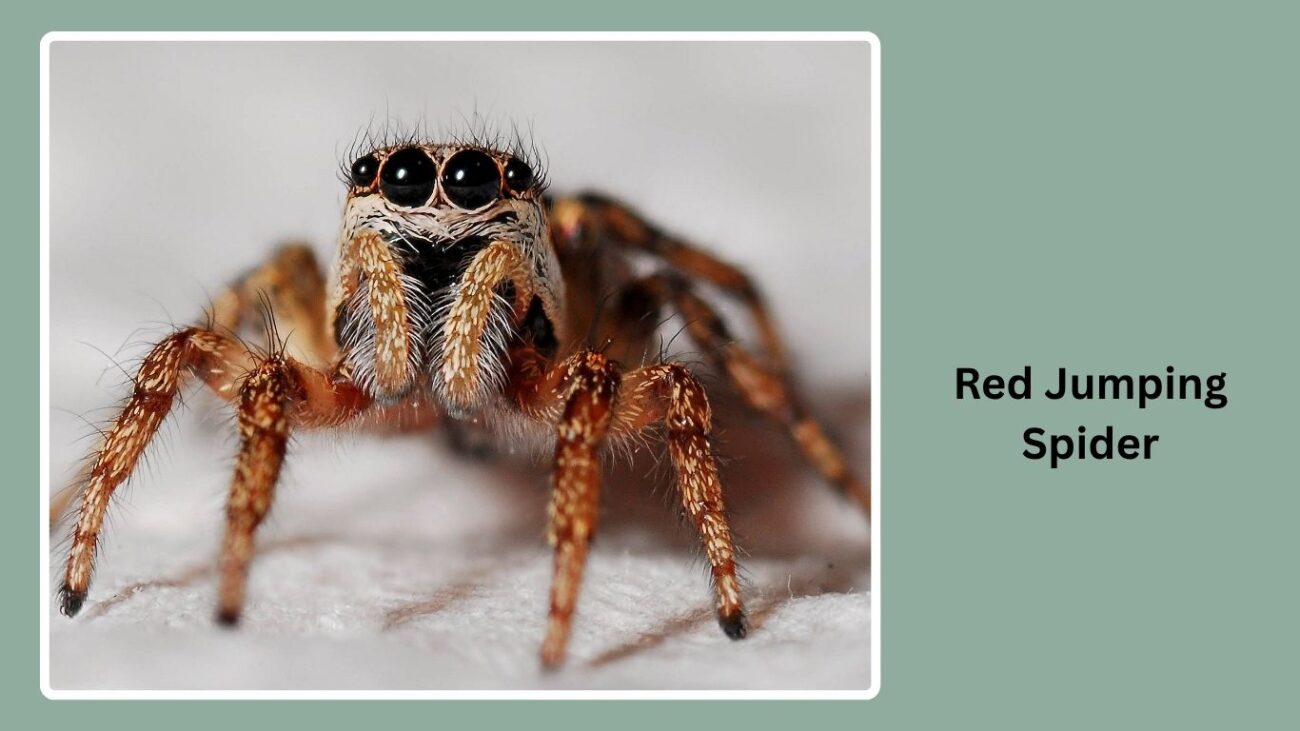 Red Jumping Spider