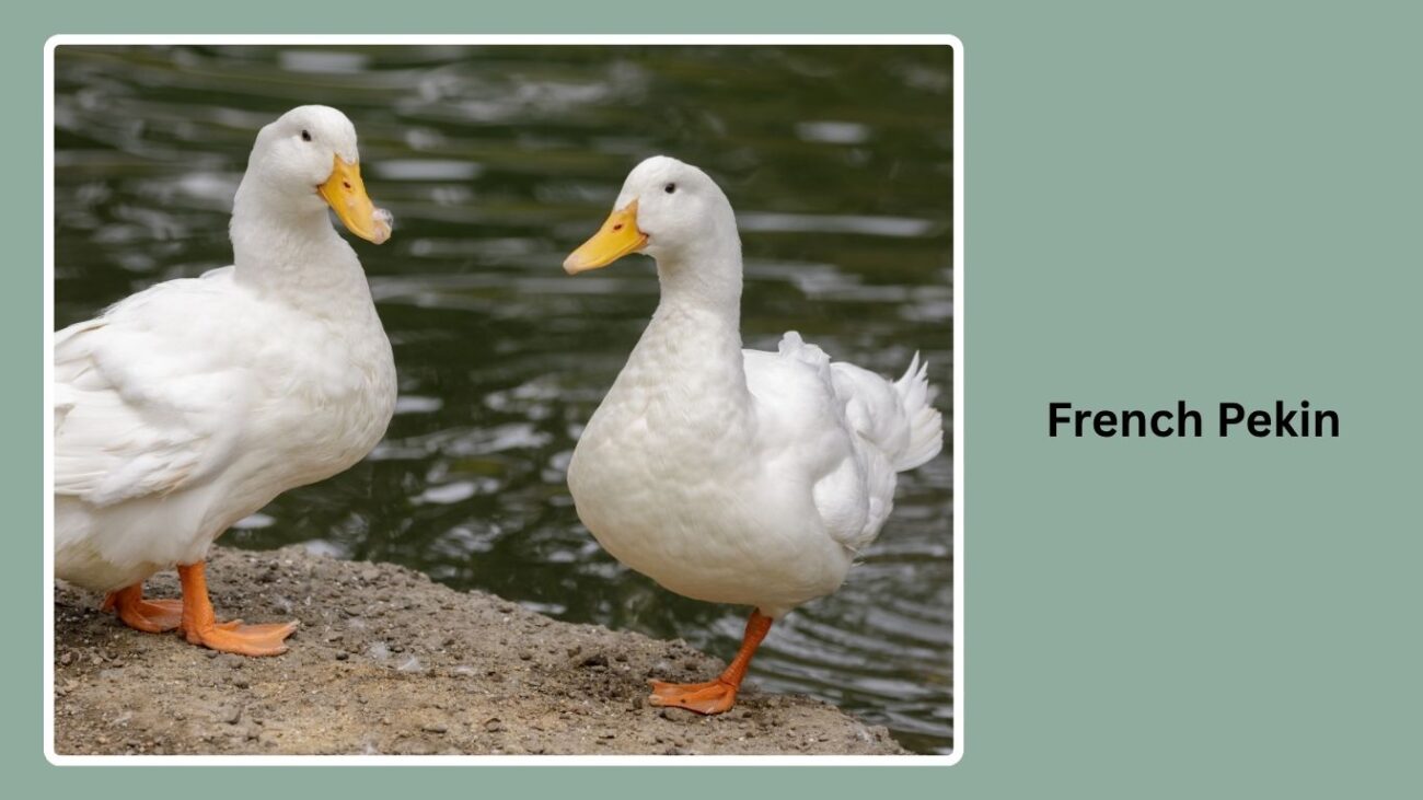 French Pekin