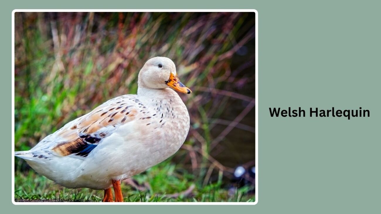 Welsh Harlequin