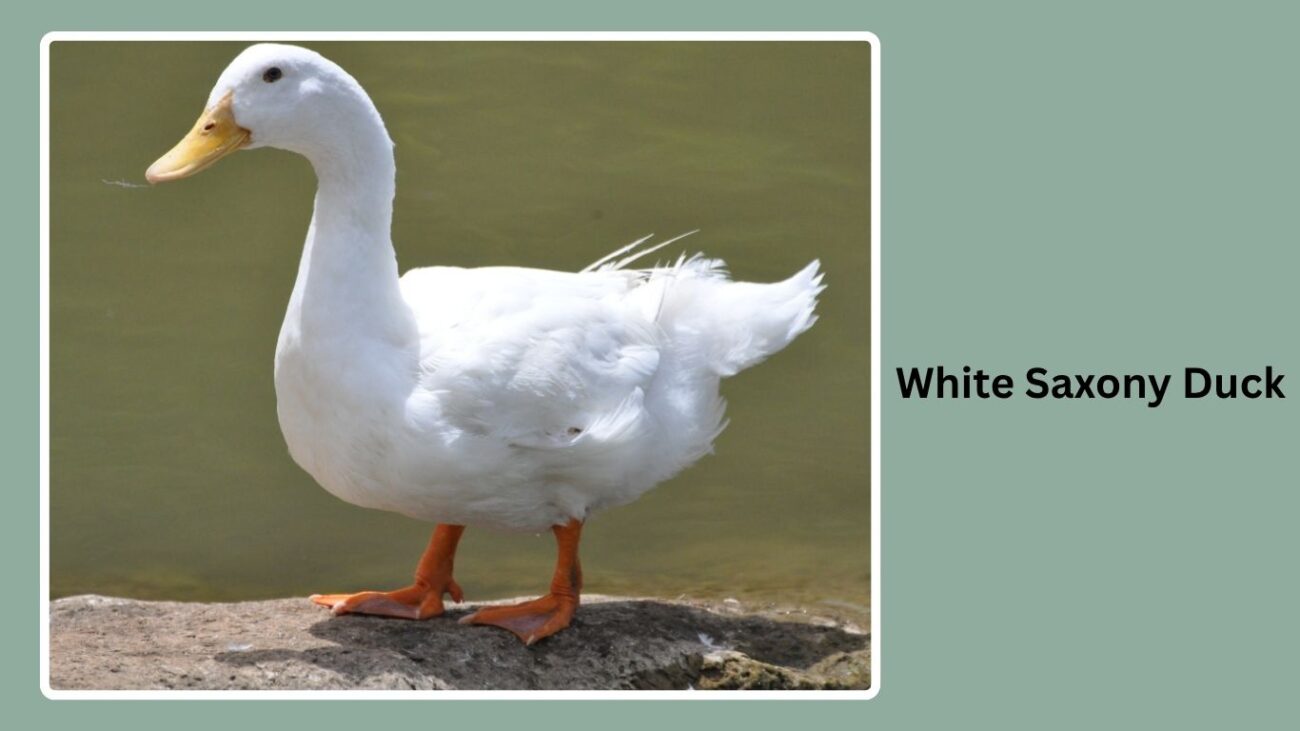 White Indian Runner