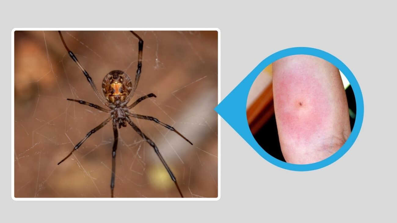 Brown Widow