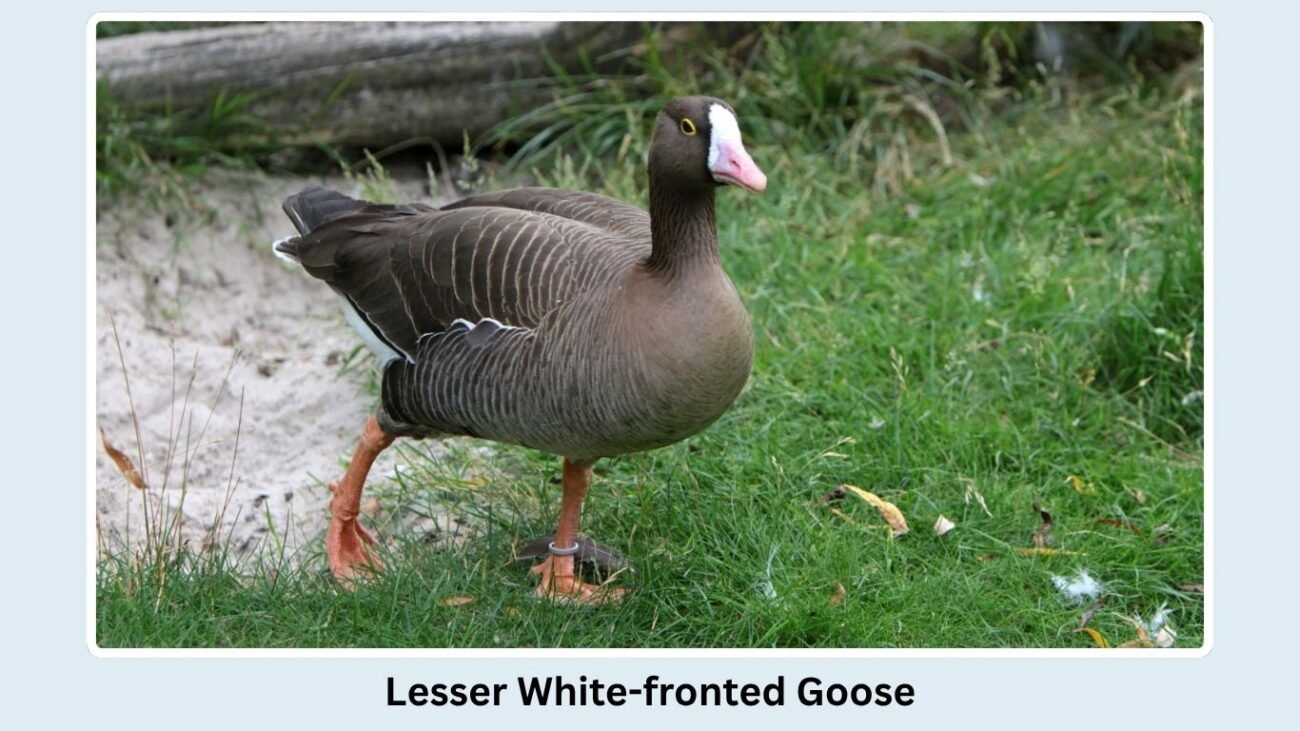 Lesser White-fronted Goose