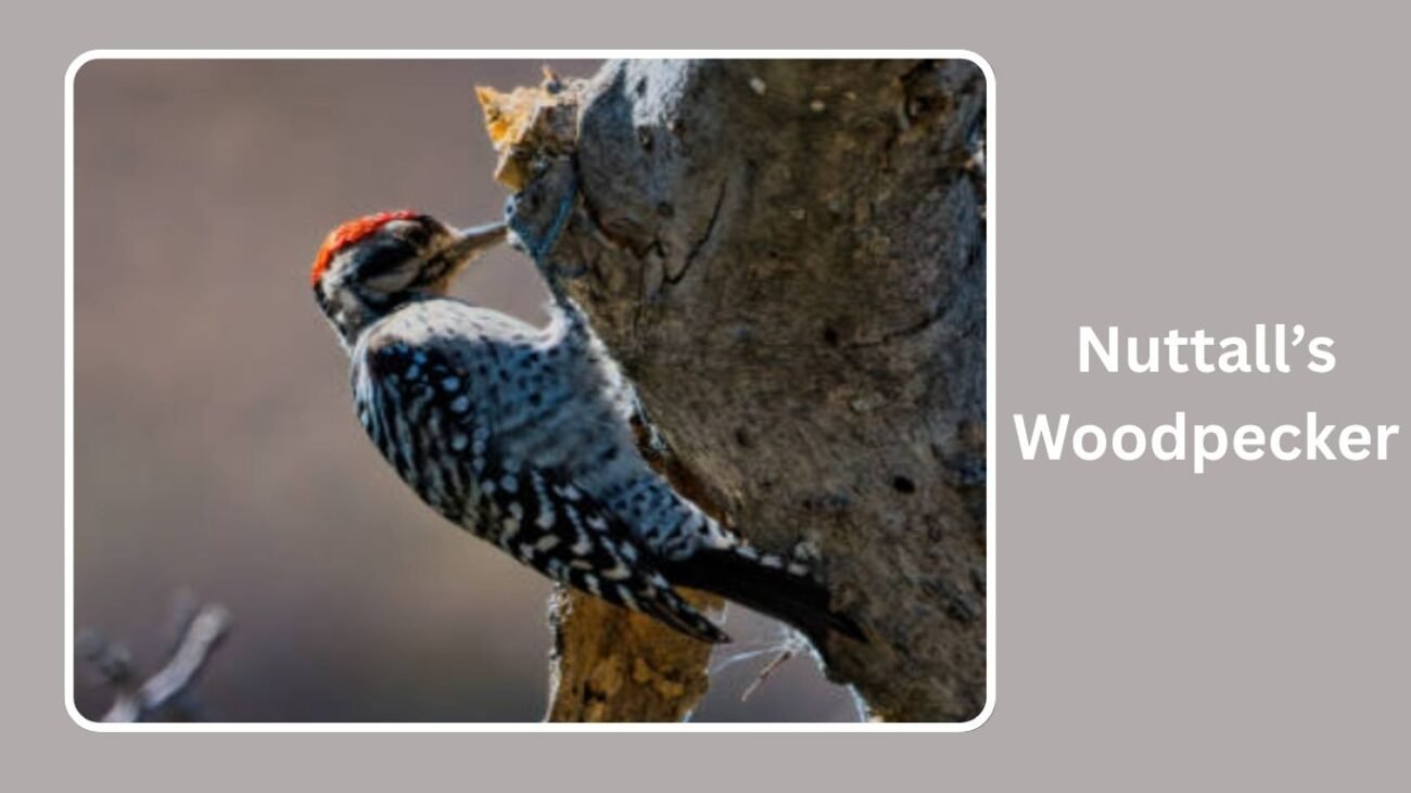 Nuttall’s Woodpecker