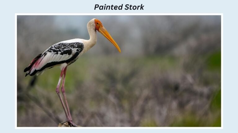 8 Types of White Stork Birds: Identification with Pictures