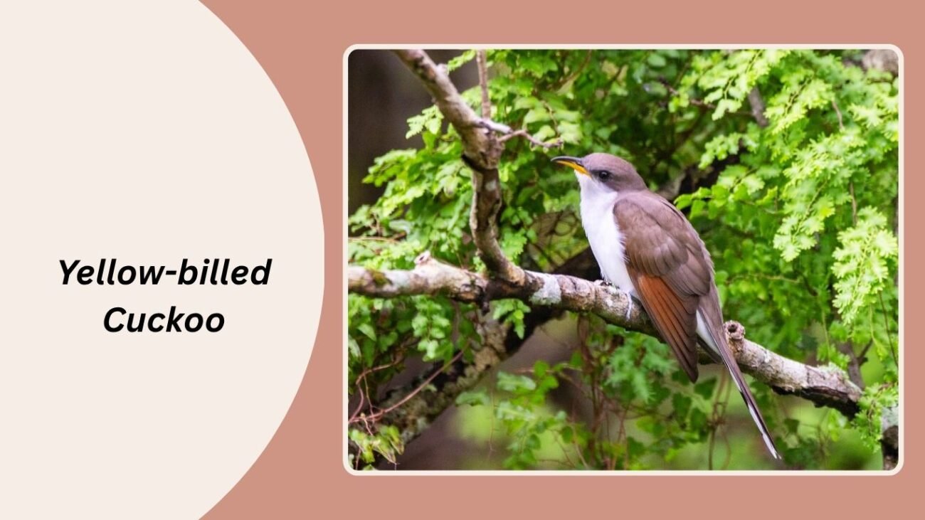 Yellow-billed Cuckoo