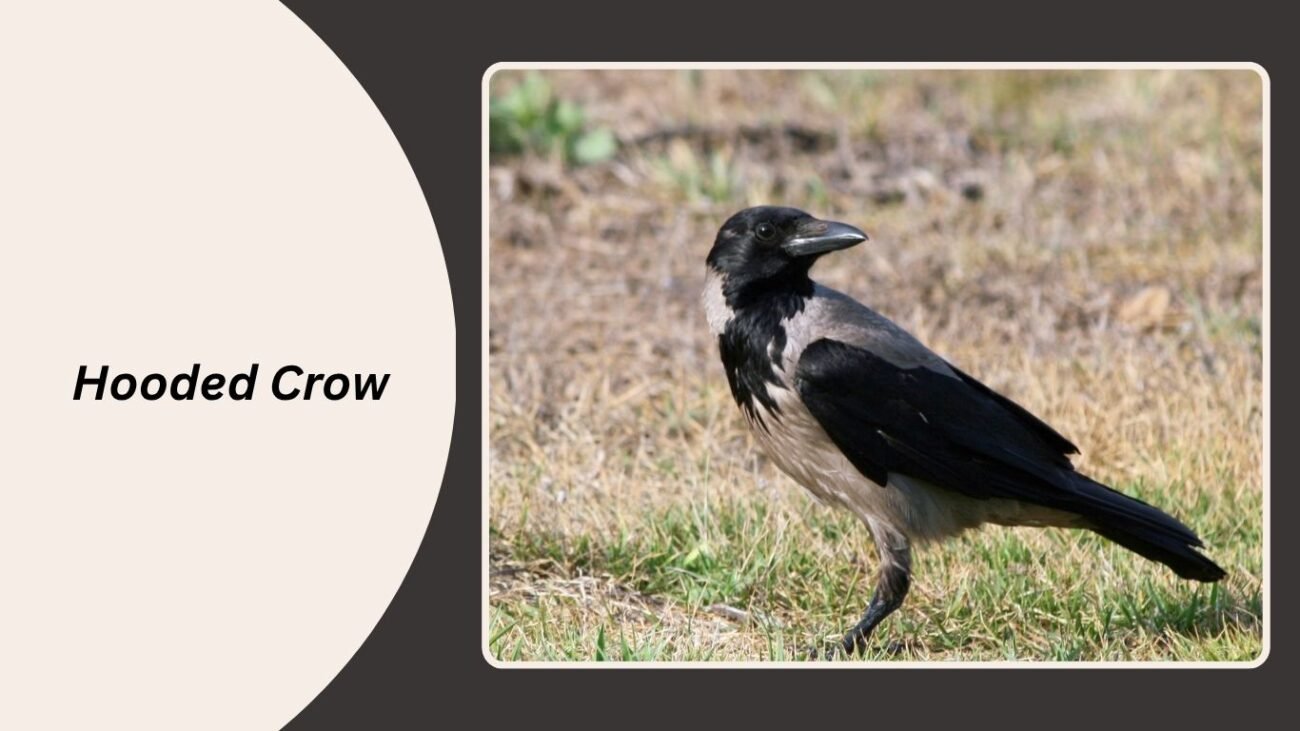 Hooded Crow