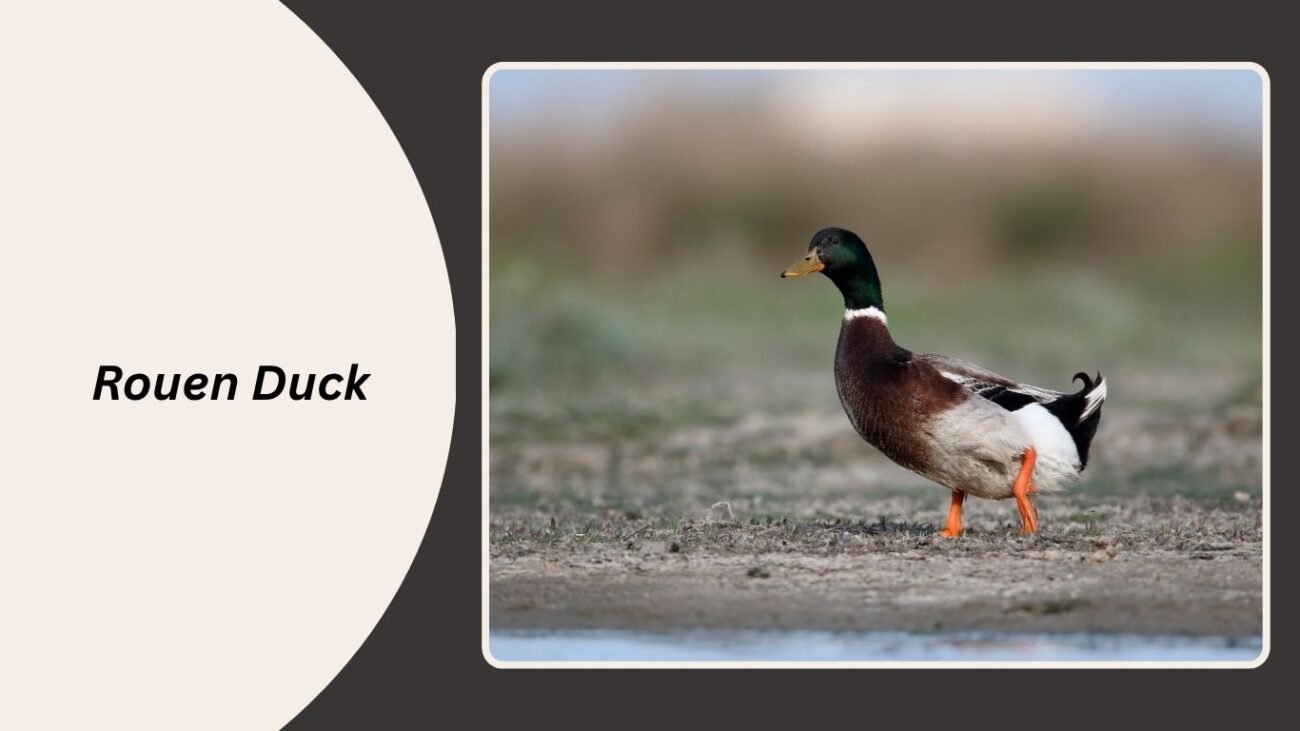 Rouen Duck