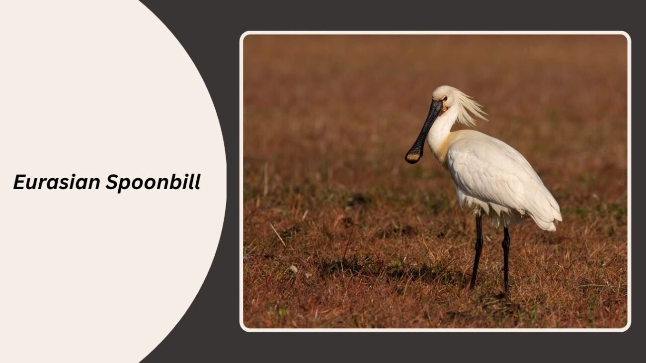 Eurasian Spoonbill