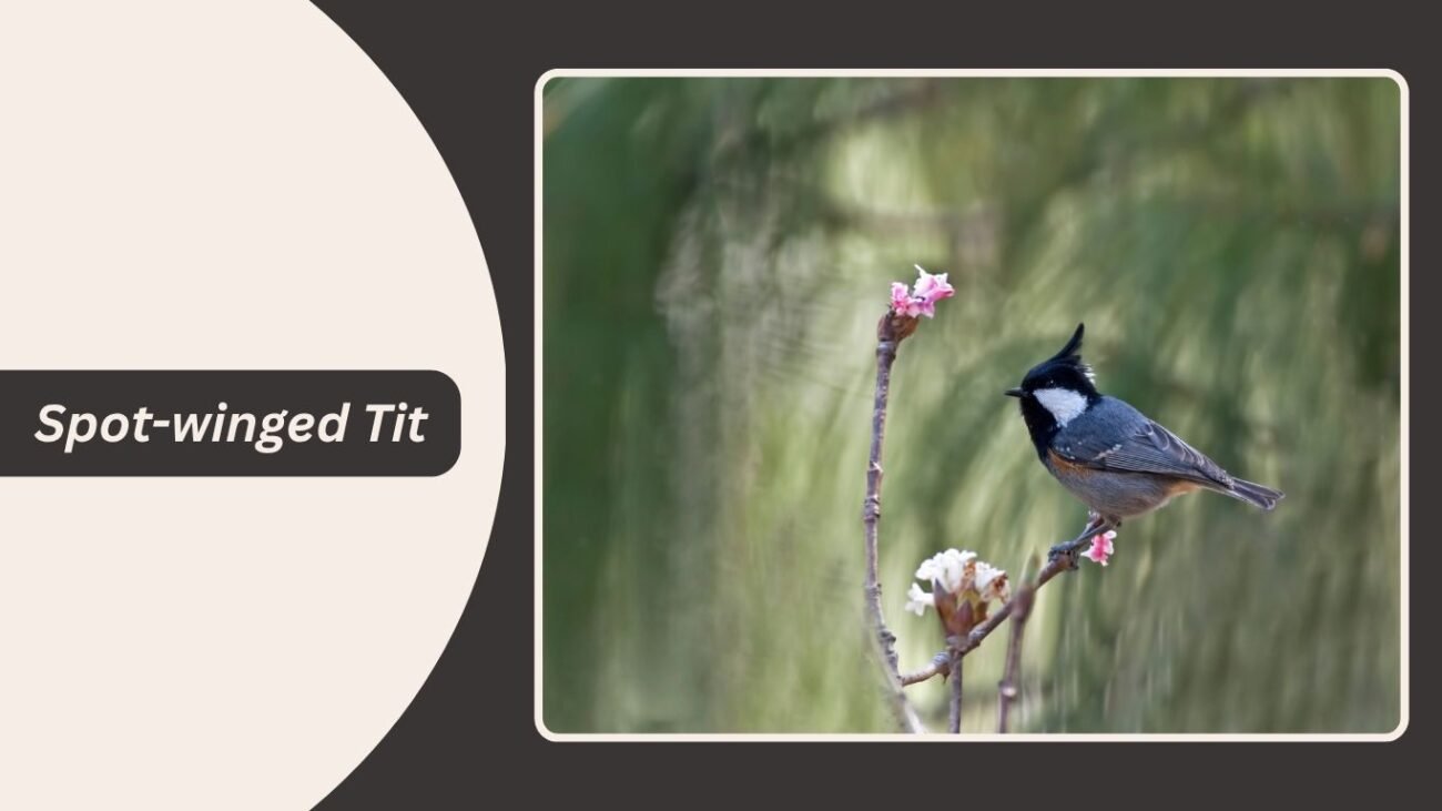 Spot-winged Tit
