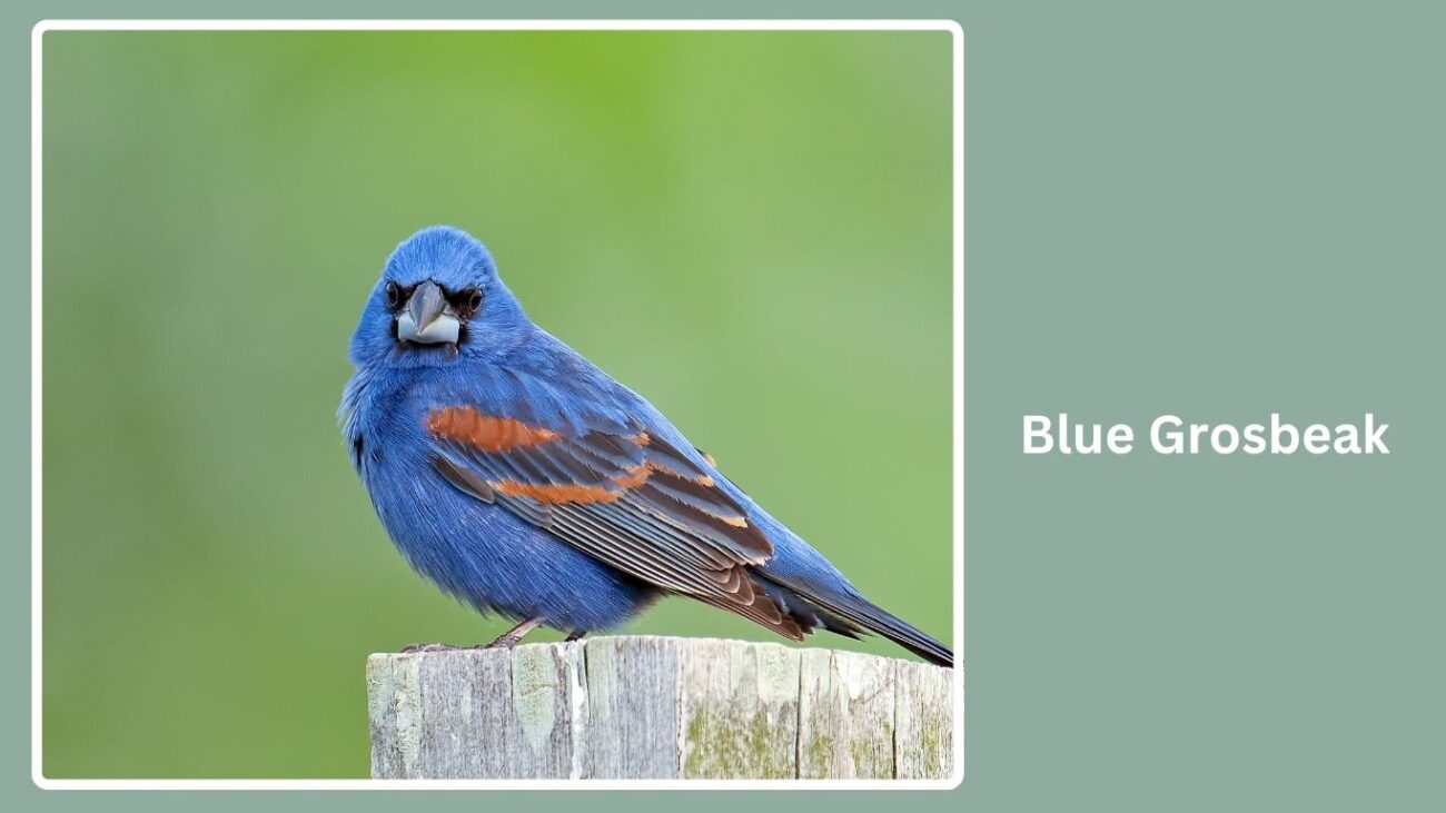 Blue Grosbeak