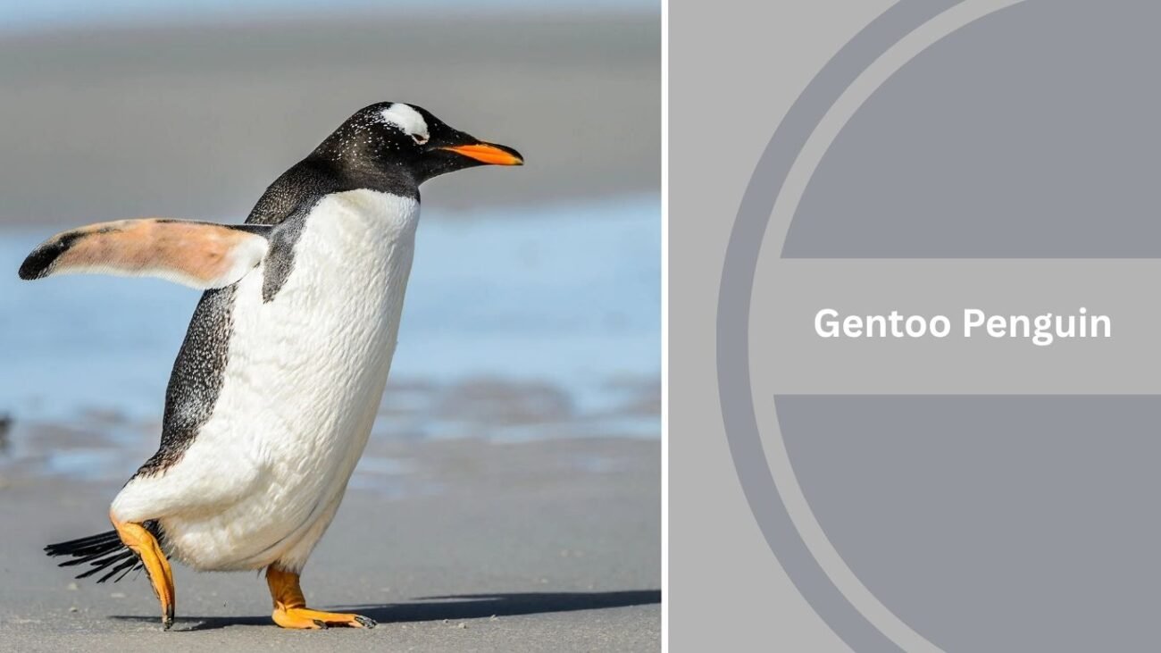 Gentoo Penguin