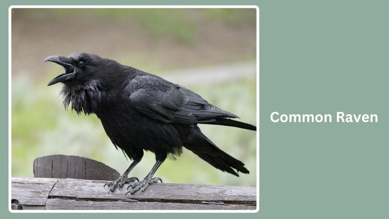 Common Raven