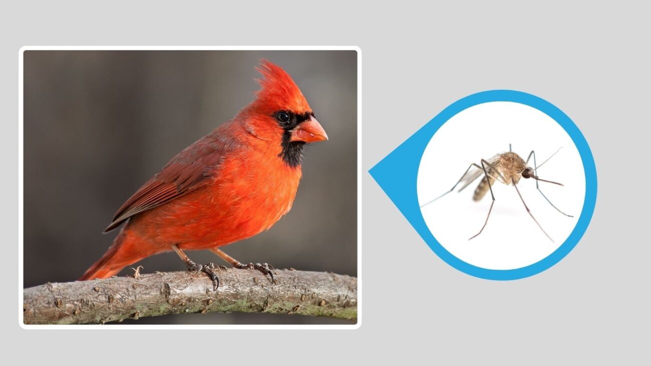 Northern Cardinal