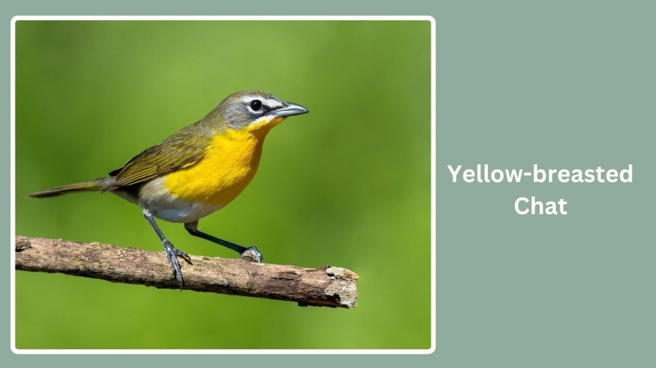 Yellow-breasted Chat