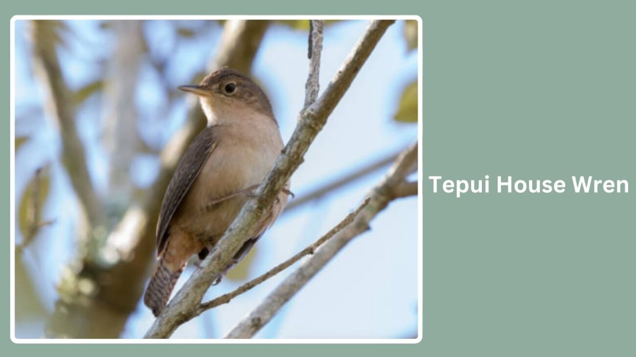 Tepui House Wren