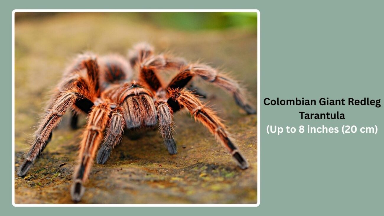 Colombian Giant Redleg Tarantula