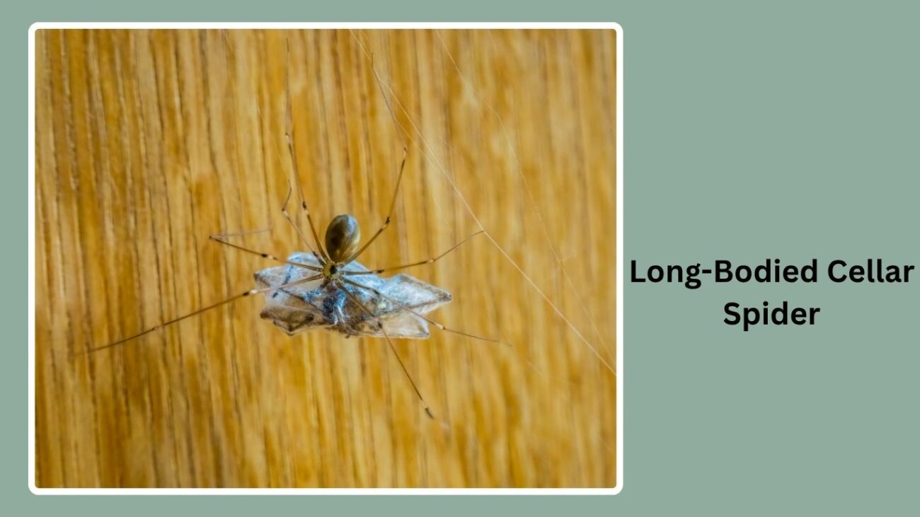 Long-Bodied Cellar Spider