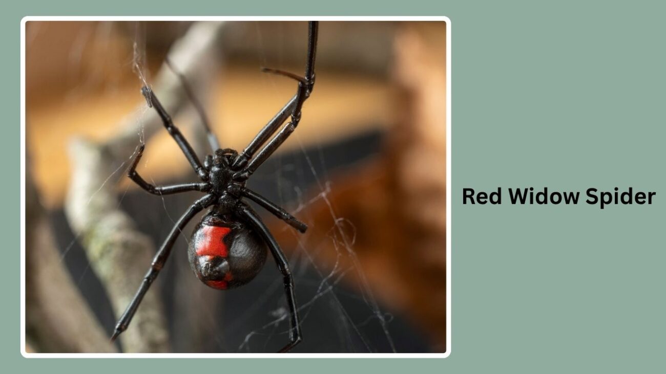 Red Widow Spider