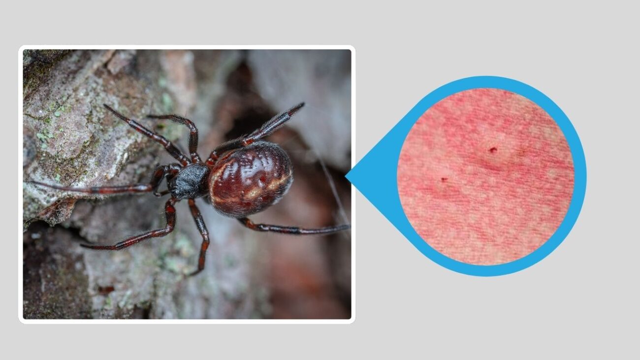 Caribbean Black Widow