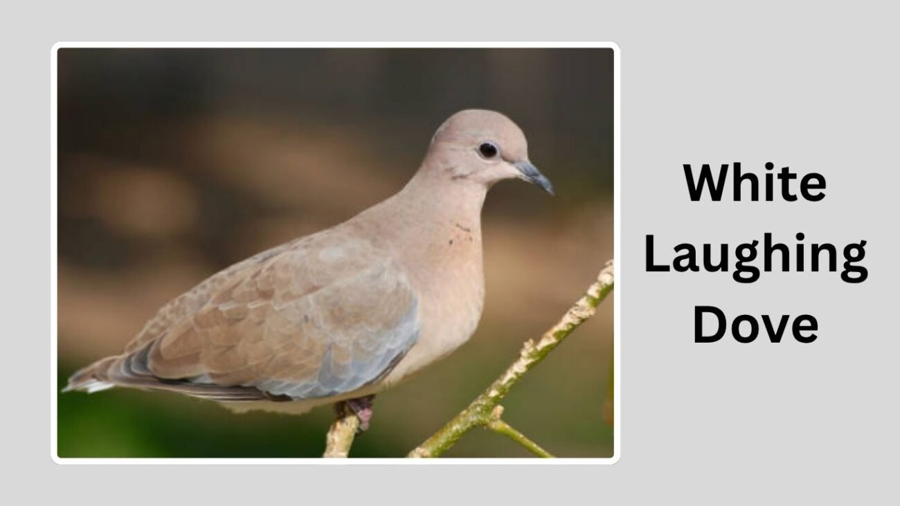 White Laughing Dove