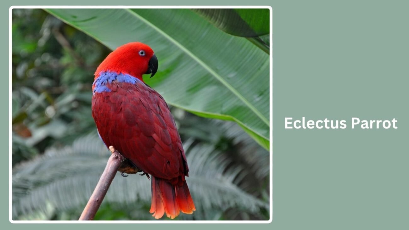Eclectus Parrot