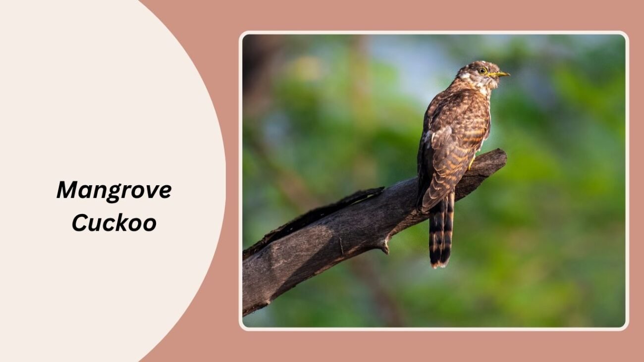 Mangrove Cuckoo