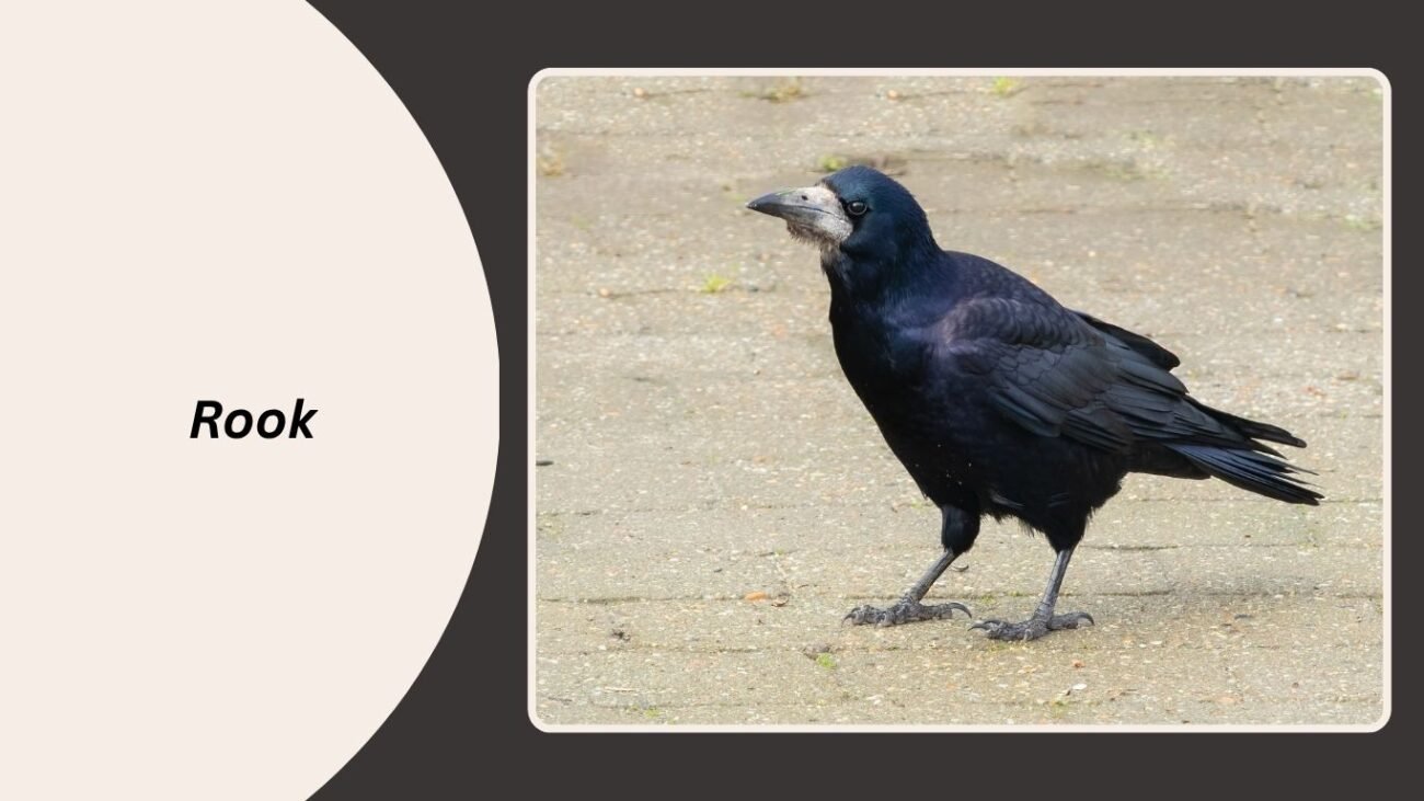 Rook