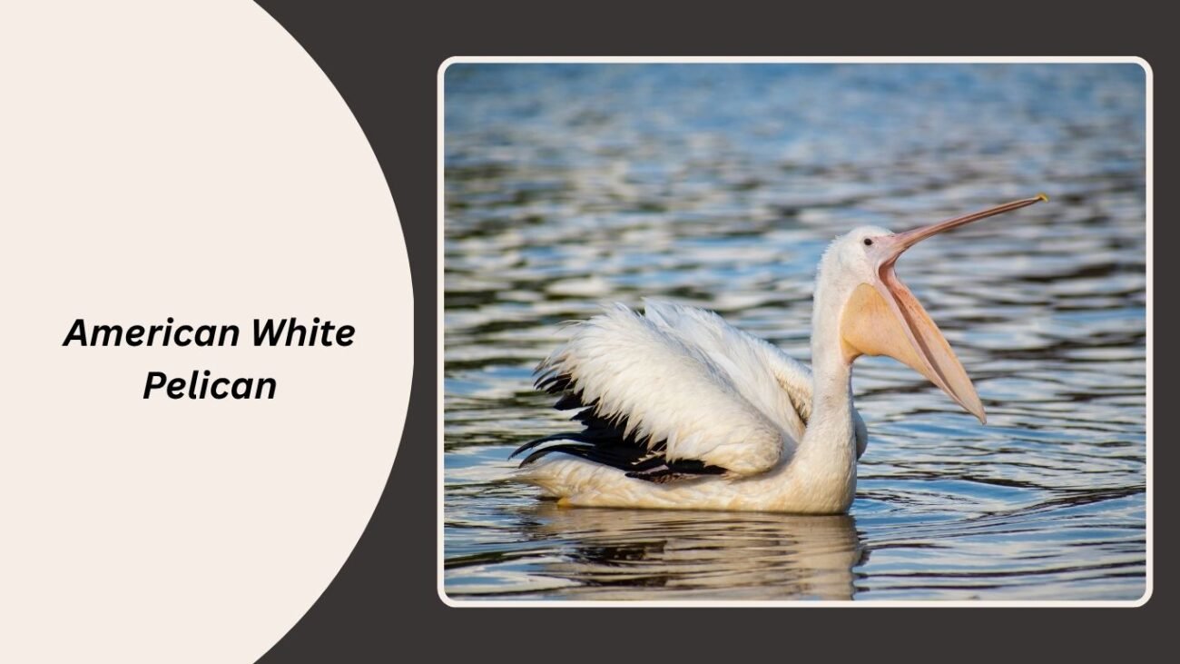 6. American White Pelican