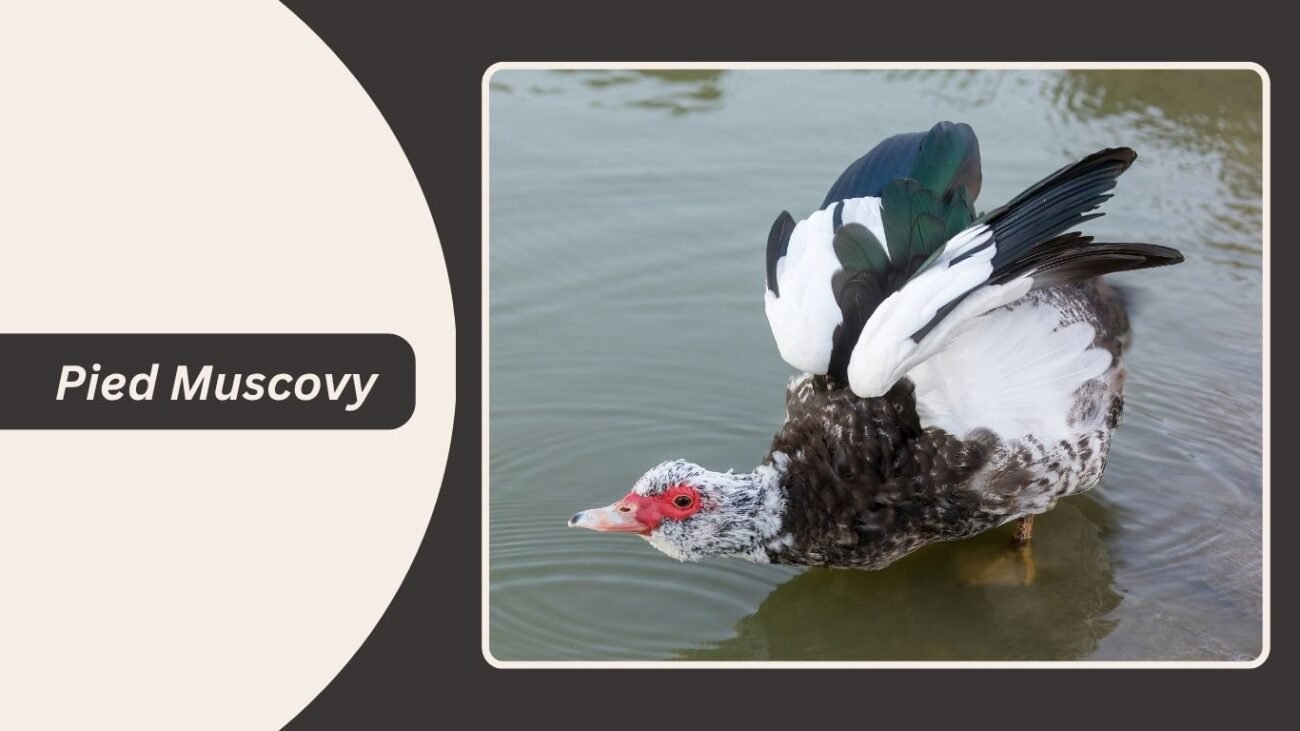 Pied Muscovy Duck