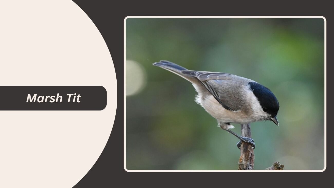 Marsh Tit
