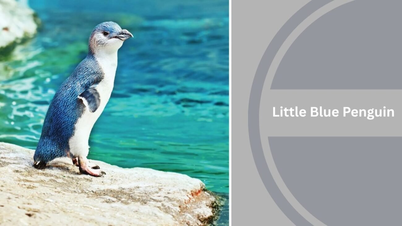 Little Blue Penguin