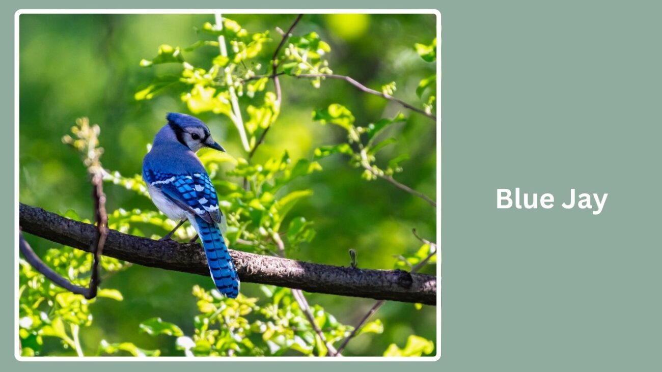 Blue Jay
