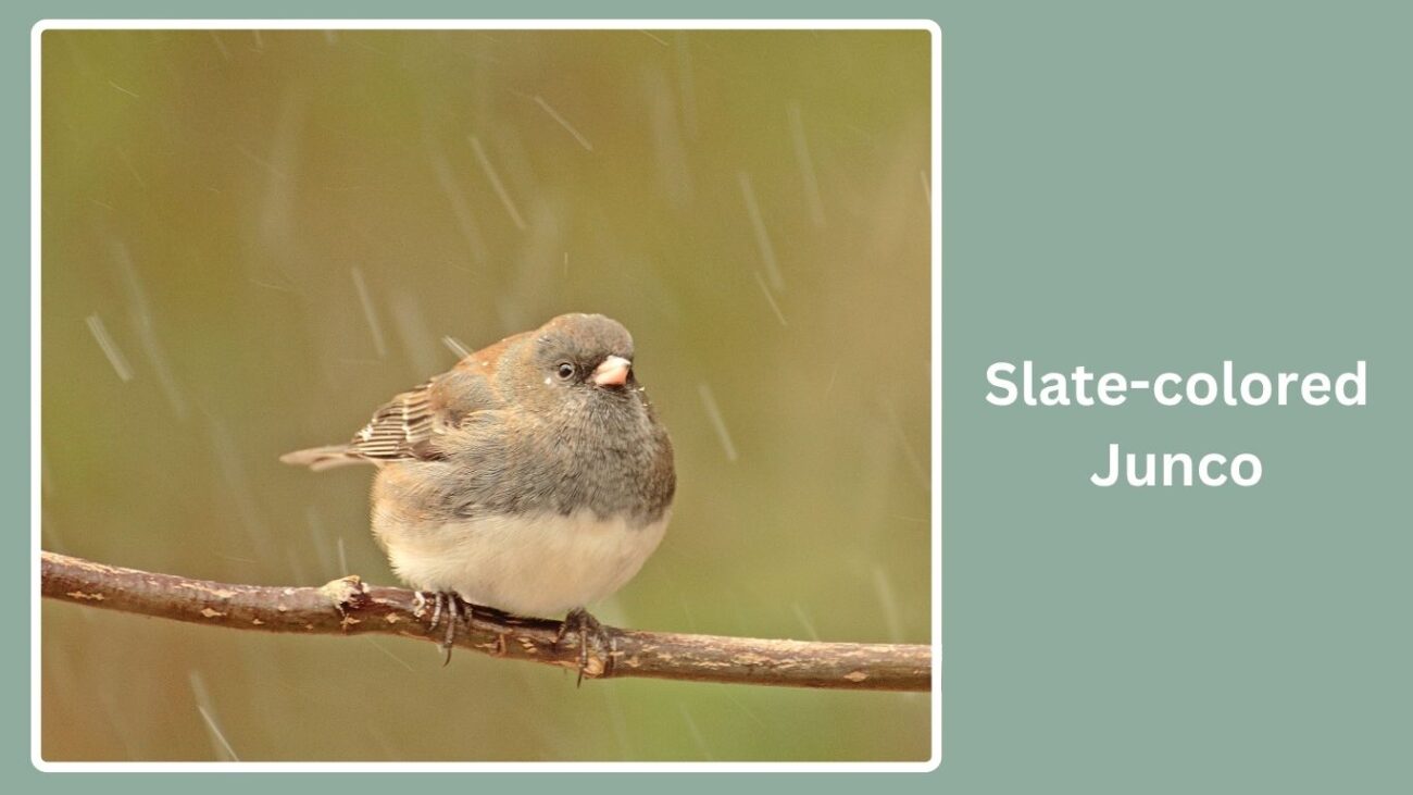 Slate-colored Junco