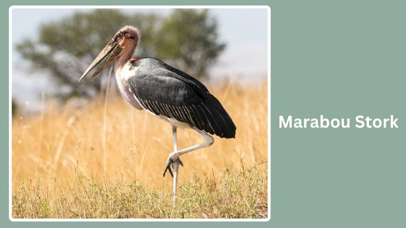Marabou Stork