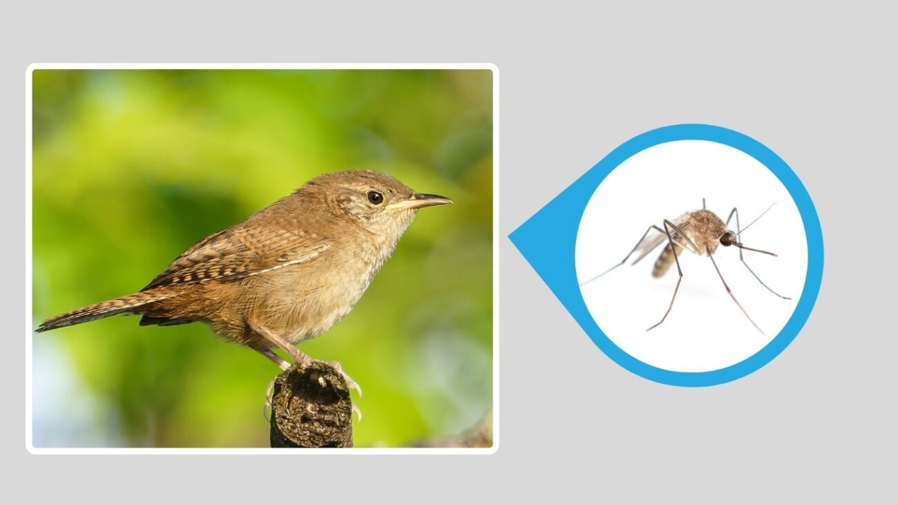 House Wren