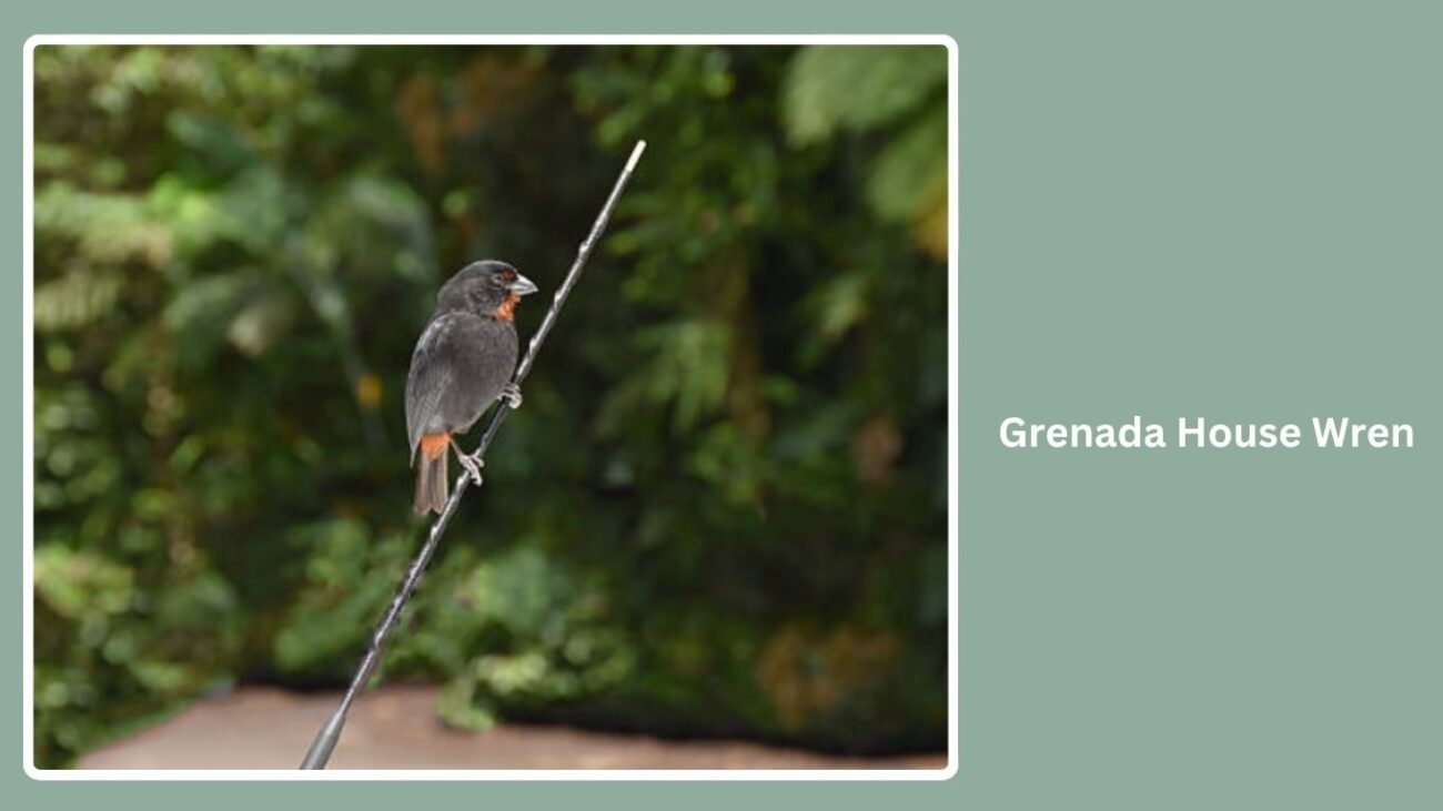 Grenada House Wren