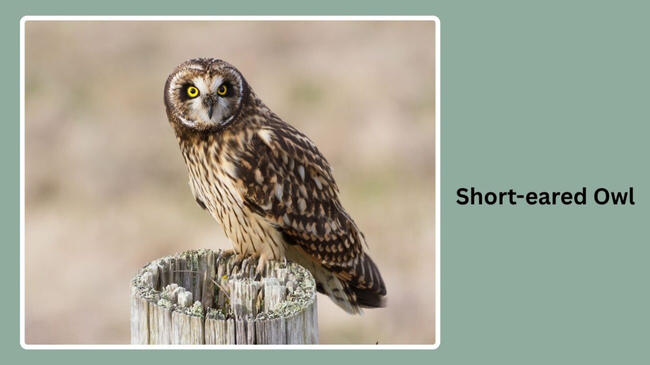 Short-eared Owl